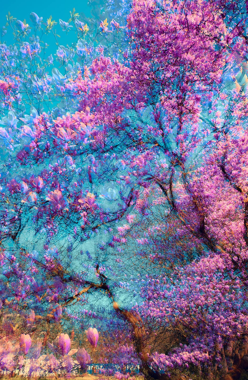 Ethereal Blooms in Blue von Oleksandr Shapovolov
