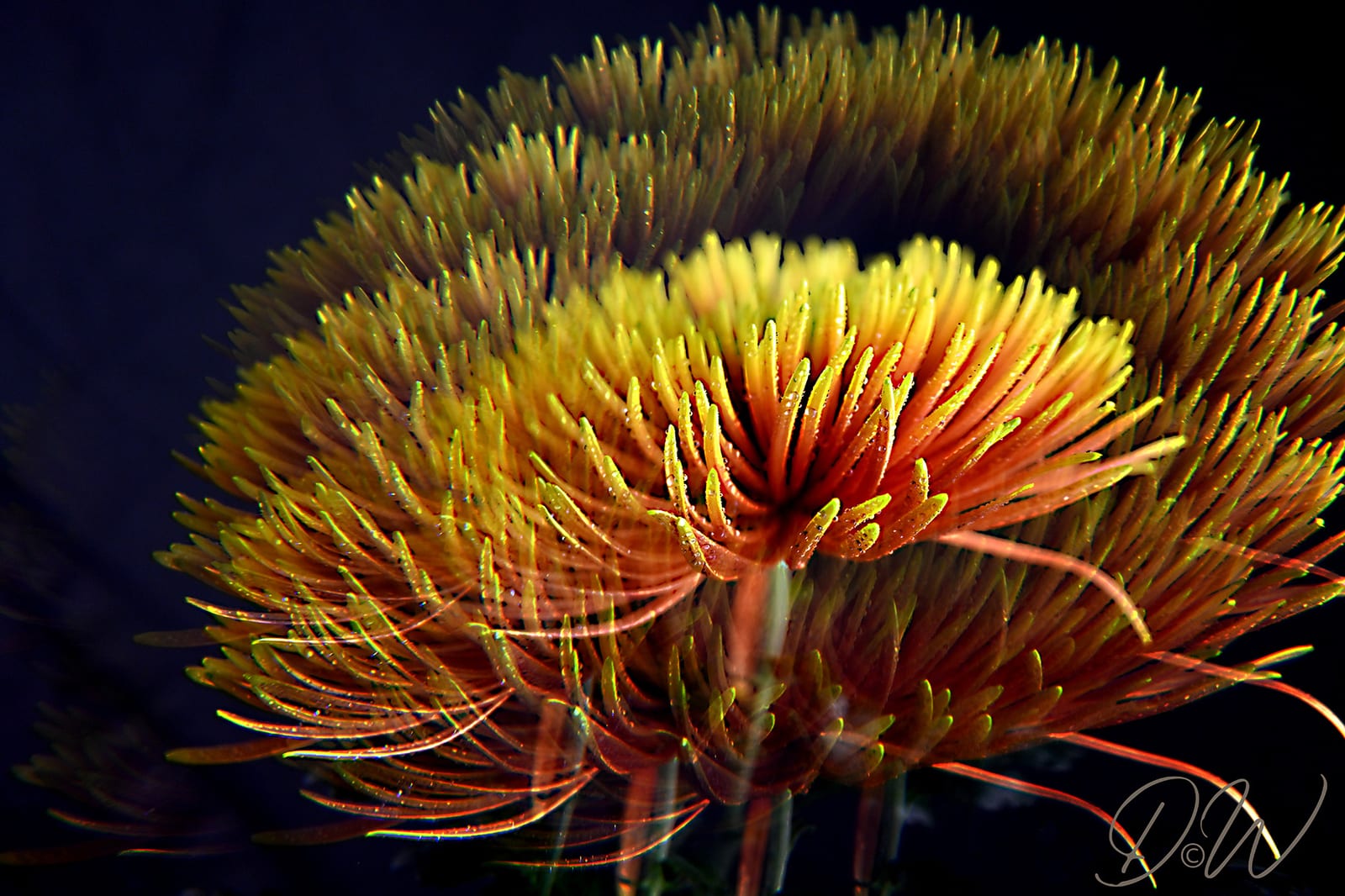 01 Chrysantheme-Orange-Prisma von Diana Weil