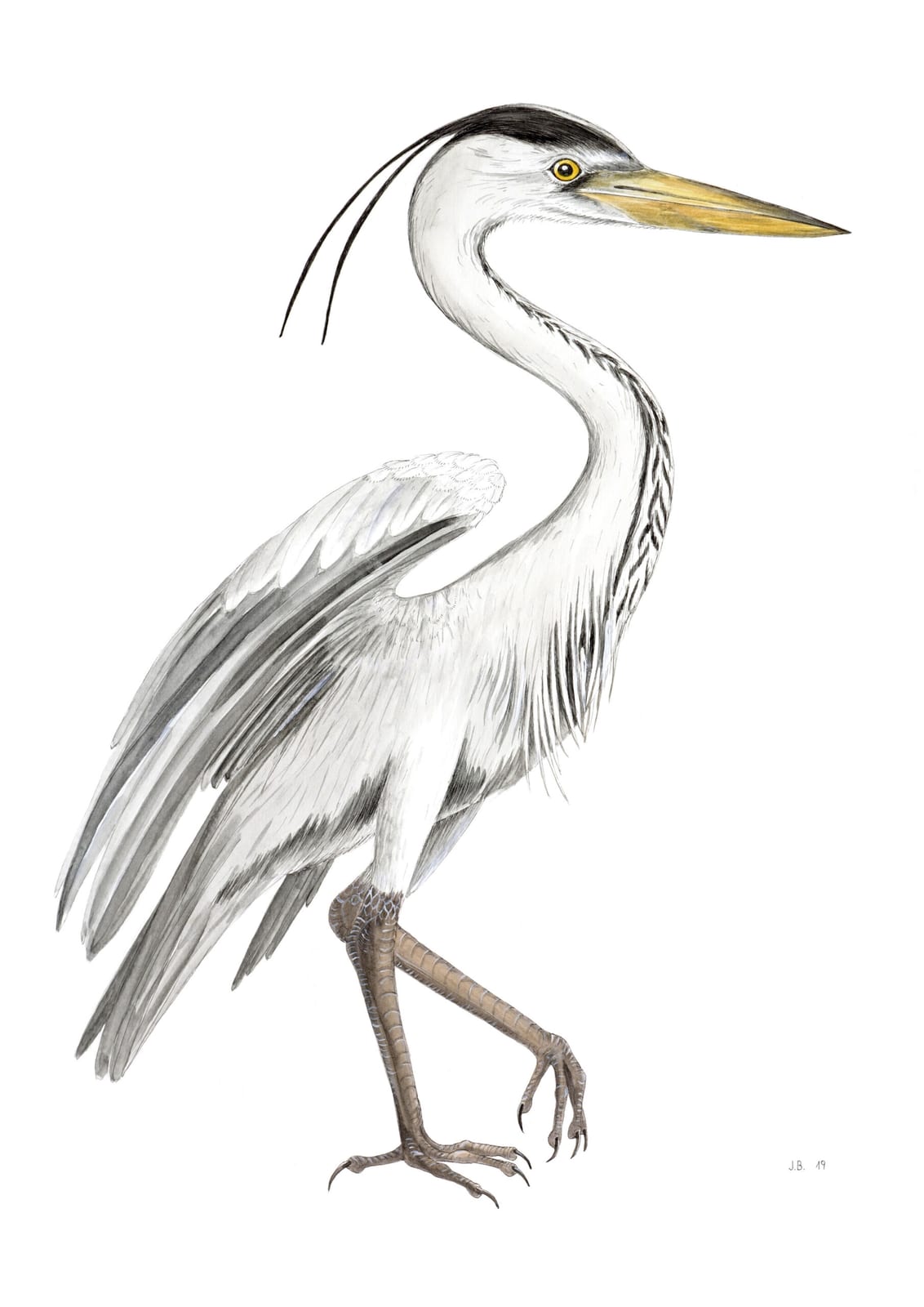 Ardea cinerea - Graureiher von Jasmin Barl