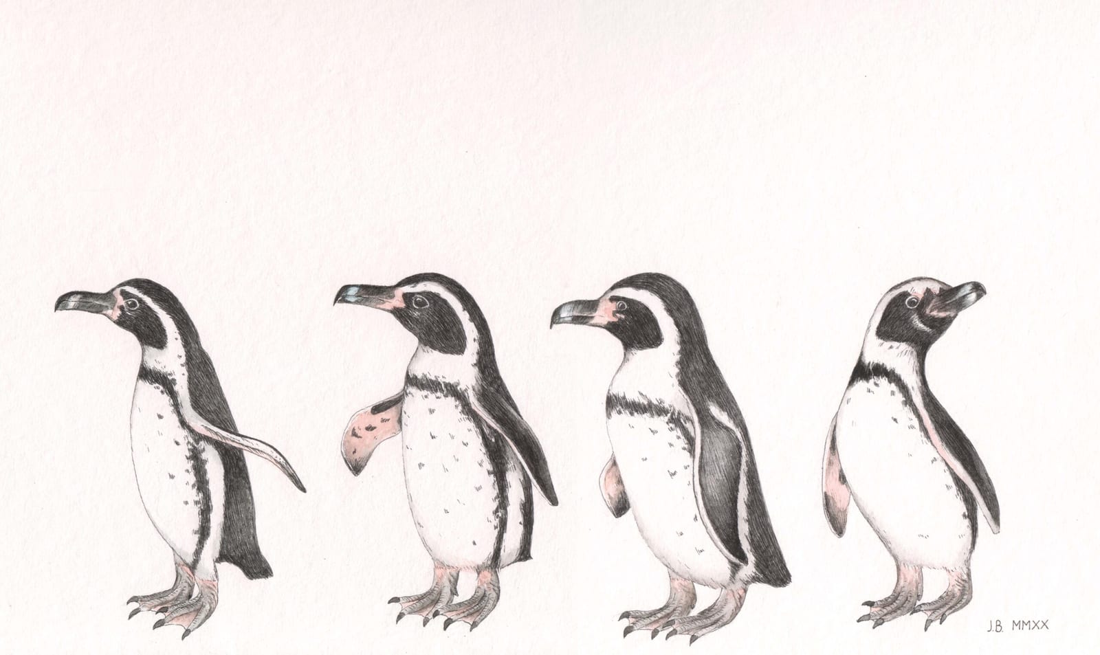 Humboldt Pinguine (Spheniscus humboldti) von Jasmin Barl