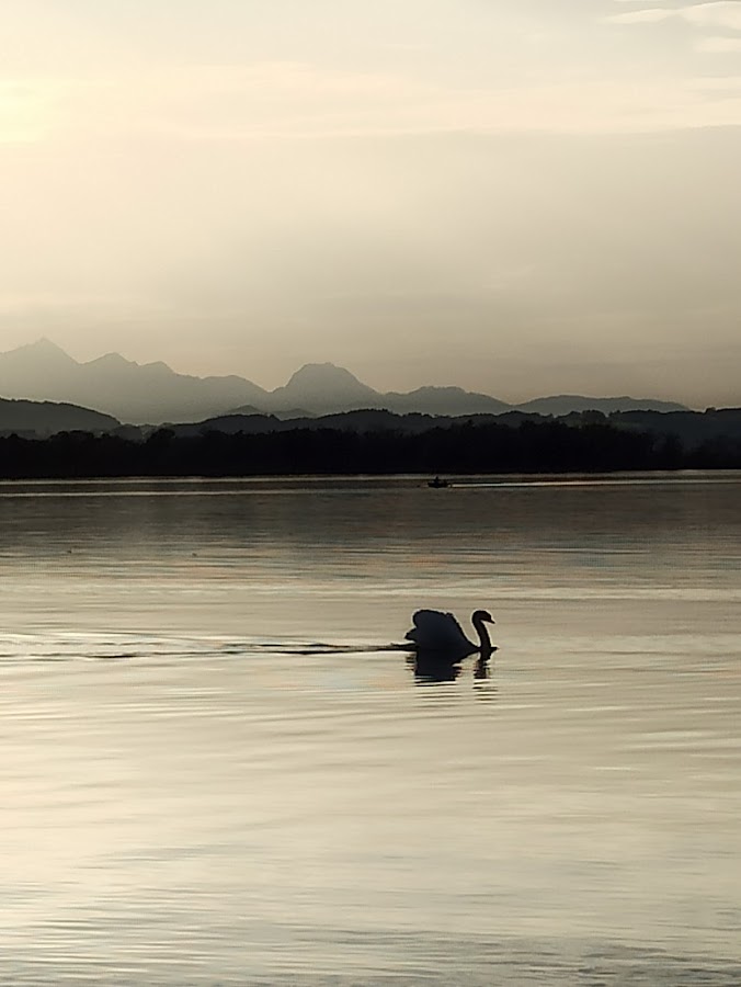 Schwan auf dem Weg zur Nachtruhe.. von Rolf Cordes