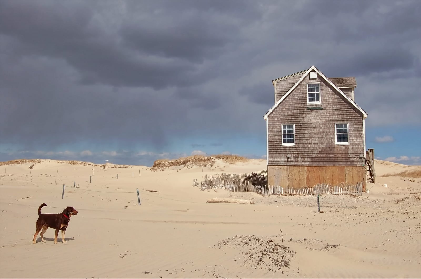 House and Dog under a Dark Sky von James Rae