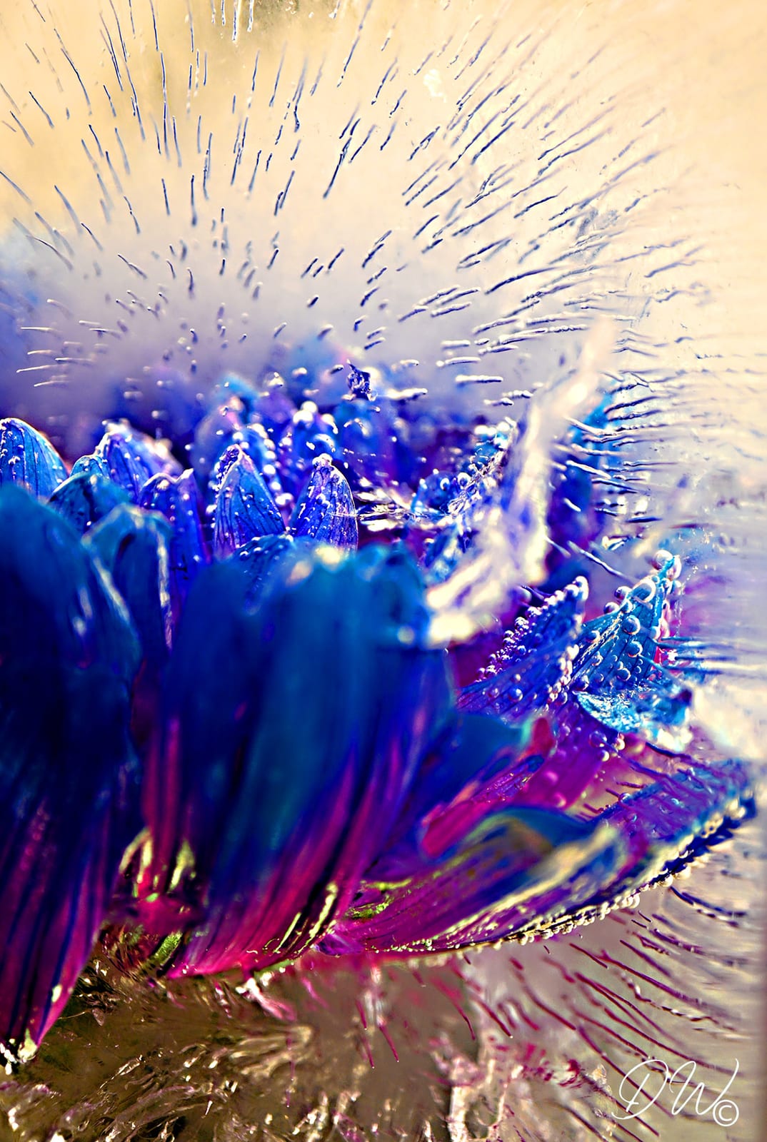 Blaue-Chrysantheme 1 von Diana Weil
